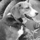 Beagle hounds (Game Commission), 1948. Virginia State Chamber of Commerce Photograph Collection (online collection). Library of Virginia, Special Collections Prints & Photographs, Richmond, VA. icon